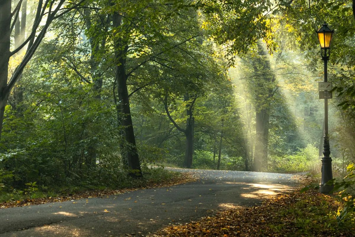 What Is Forest Bathing? A Beginner's Guide to Shinrin-Yoku in the UK